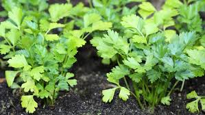 Petersilie Pflanzen Und Richtig Aussaen Ndr De Ratgeber Garten Nutzpflanzen