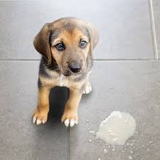 Maybe you would like to learn more about one of these? Vomiting In Dogs Pdsa