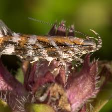 Image result for Ericinella