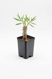 Image result for Euphorbia monteiroi