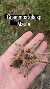 Image result for Vitellariopsis kirkii