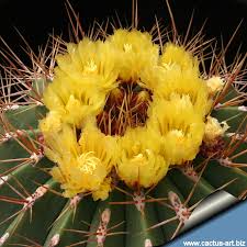 Jim threw just two punches, and jack was cactus. Ferocactus Alamosanus Ferocactus Pottsii Var Alamosanus