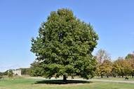 Scarlet Oak (Quercus coccinea) in Ringoes Flemington New Hope ...