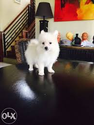 Poodle (standard) puppy for sale in upton, ky, usa. Olx Dog For Sale Dogs In Muscat