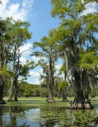 Image result for Taxodium