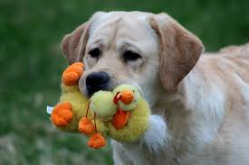 They are super sweet puppies. Dole Hill Labradors Labrador Retrievers Puppies Puppies For Sale