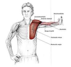 Parallel Arm Chest Stretch Shoulder Stretching Exercises Stretching Exercises Yoga Anatomy