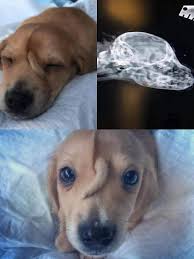 Narwhal, the rescue puppy, became an internet sensation after being found in Missouri with a tiny extra tail on his forehead. Healthy and playful, he thrived under Mac's Mission founder Rochelle Steffen.