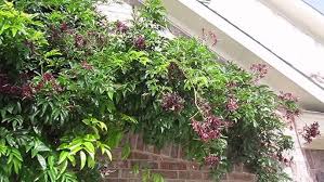 Image result for Millettia