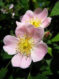 Pin On Roses