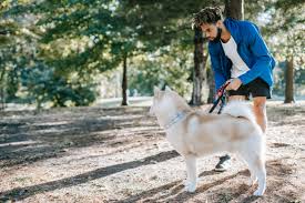 Maybe you would like to learn more about one of these? 5 Best Dog Walkers In San Antonio