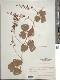 Image result for Rhynchosia luteola