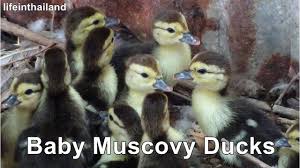 But i have heard great things about murray mcmurray hatchery. Momma Muscovy Duck With Her 10 Newly Hatched Babies Youtube