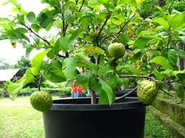 Bacaan kemudian, saya memetik buah nona, membungkusnya lalu memasukkannya ke dalam bakul. Buah Nona Sugar Apple Jumbo Australia Malaysia Online Plant Nursery