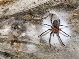 Image result for Arachniodes webbiana