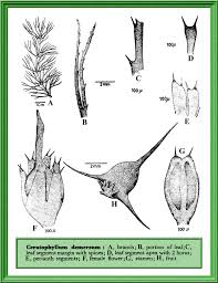 Image result for Ceratophyllaceae