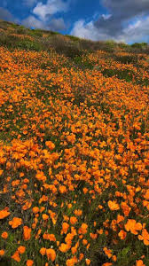All visitors heading to lake elsinore to see the poppy super bloom this weekend must take shuttles to reach walker canyon, officials announced thursday morning. Where To See The Next Superbloom In California Midland Reporter Telegram