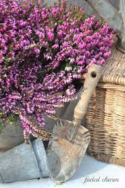 Faded Charm Heather Heather Plant Beautiful Flowers Pretty Flowers