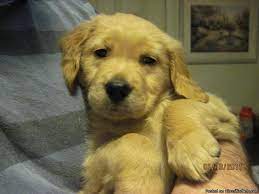 Red golden retriever puppies georgia. Akc Golden Retriever Puppy Price 500 For Sale In Grantville Georgia Best Pets Online