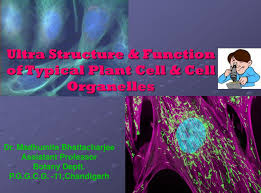 Each structure inside the plant cell is specialized to perform a specific function. Ppt Ultra Structure Function Of Typical Plant Cell Cell Organelles Powerpoint Presentation Id 9605195