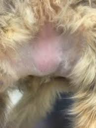 However, if you see bald patches in your cat's fur or notice a significant loss of hair, the underlying. Overgrooming Over Licking Hair Loss In Cats Walkerville Vet