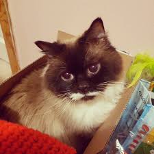 Iphone xs max iphone x / xs iphone 6s+/7+/8+ iphone 6/6s/7/8. Im Really Gay Our Cat Is Cute