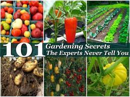 Presenter barbara harrison, extension master garden volunteer of buncombe county will guide you through a the three part presentation covering all aspects of starting a summer vegetable. 101 Gardening Secrets The Experts Never Tell You Dengarden