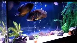 What toys can i give to my oscar? My Oscar Tank 3 Ozgur New Decoration Youtube