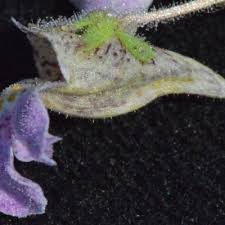 Image result for Diclis reptans