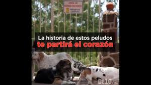Check spelling or type a new query. Los 10 Mejores Memes Para Festejar El Dia Del Veterinario