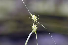 Image result for Carex sp.no.1