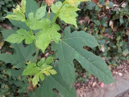 Image result for Morus indica