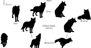 Wolf Ranks Wolf Dog Wolf Love Wolf Pack