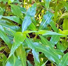 Image result for Coleotrype natalensis