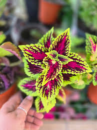 Image result for Coleus sylvestris