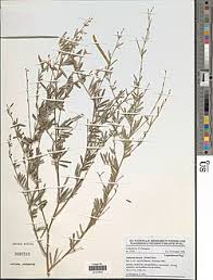 Image result for Tephrosia linearis