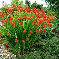 Crocosmia Bulbs Lucifer Spring Flower Bulbs Eden Brothers Bulb Flowers Spring Flowering Bulbs Crocosmia Lucifer