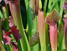 Please be respectful of copyright. Carnivorous Plants San Diego Zoo Animals Plants