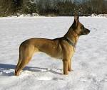 Belgian Shepherd Malinois Puppies for Sale from Reputable ...