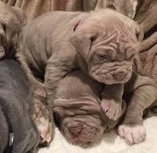 While the english mastiff is commonly known as simply a mastiff, there are a variety of other mastiff breeds, including the following: Neapolitan Mastiff Puppies For Sale Missouri Purebred Mastiff Puppies For Sale
