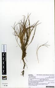 Image result for Juncus lomatophyllus