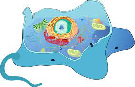 Surface of animal cells and just inside the cell wall of plant and prokaryotic cells. Simplified Representation Of Animal Cell Structure Diagram Quizlet