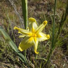 Image result for Moraea verdickii
