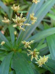 Image result for Cyperus ajax