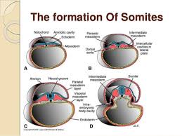 They disappear as organogenesis proceeds. Lec 2 Embryology Embryologic Derivation Of Oral And Dental Struct