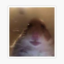 #hamster #tiktok #complation #funny #cute Tiktok Hamster Animal Stickers Redbubble