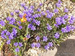 Image result for Aristea angolensis