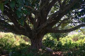 Image result for Ficus lutea