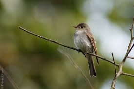 Image result for Contopus virens