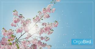 Frühlingsanfang 2022 ist am sonntag, dem 20.03.2022. Meteorologischer Fruhlingsanfang Informationen Termine Zum Ereignis Fur 2021 2025